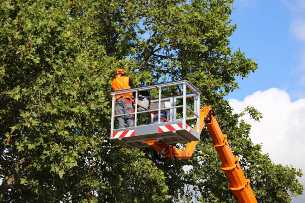 Best Hedge Trimming  in Cape Charles, VA