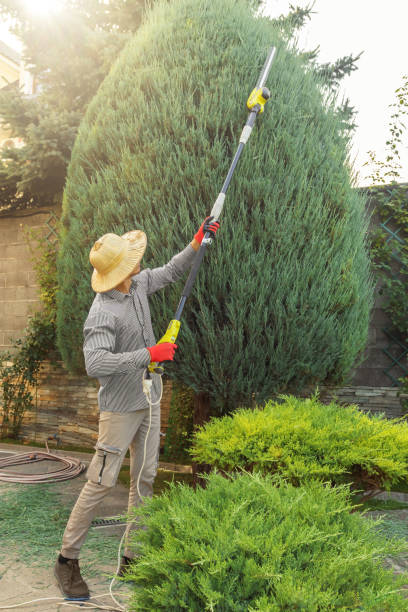 Best Tree Maintenance Programs  in Cape Charles, VA